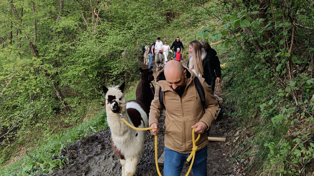 Imperdibile Passeggiata con Alpaca a Reggio Emilia: Guida Completa all'Esperienza 2025 7 Portando Nemo a spasso nella natura incontaminata dell'Appennino Reggiano