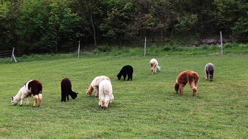 Imperdibile Passeggiata con Alpaca a Reggio Emilia: Guida Completa all'Esperienza 2025 8 Alpaca liberi al pascolo dopo la loro passeggiata