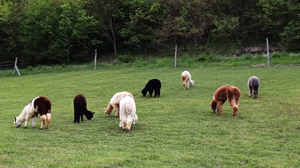 Imperdibile Passeggiata con Alpaca a Reggio Emilia: Guida Completa all'Esperienza 2025 8 Alpaca liberi al pascolo dopo la loro passeggiata