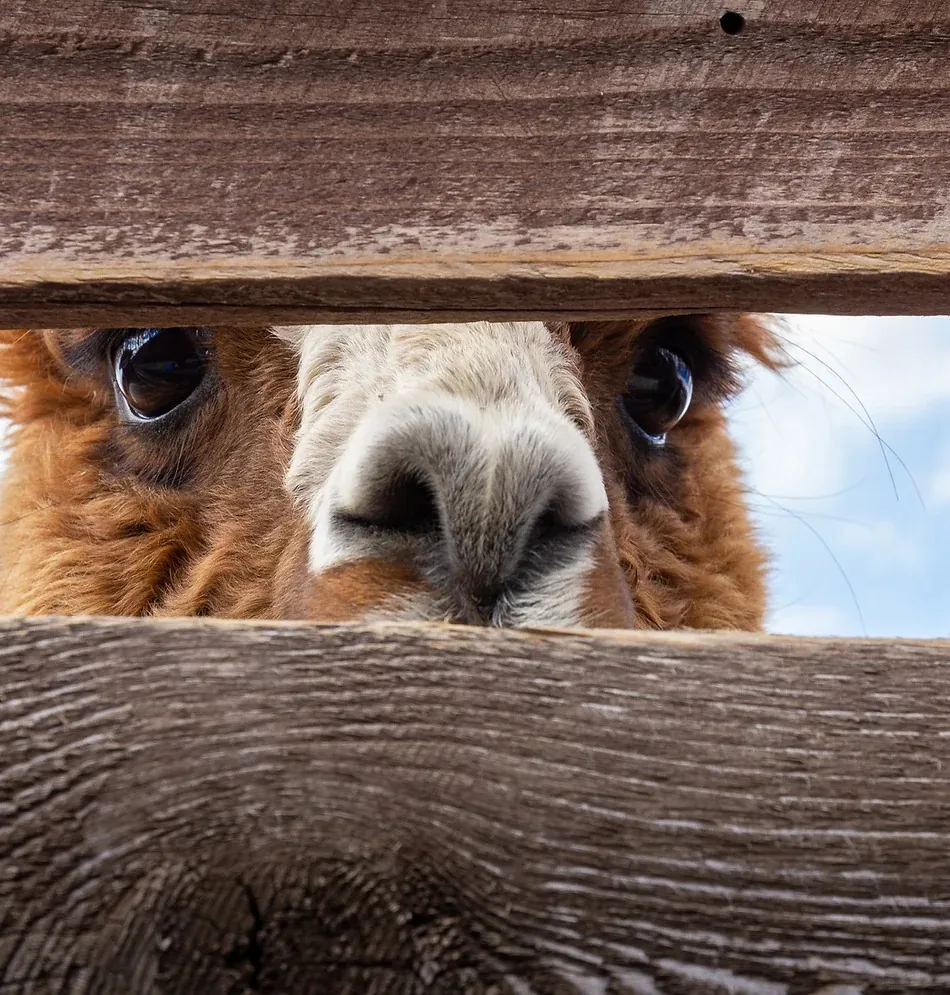 Camminata con alpaca Reggio Emilia: un’esperienza autentica nella natura