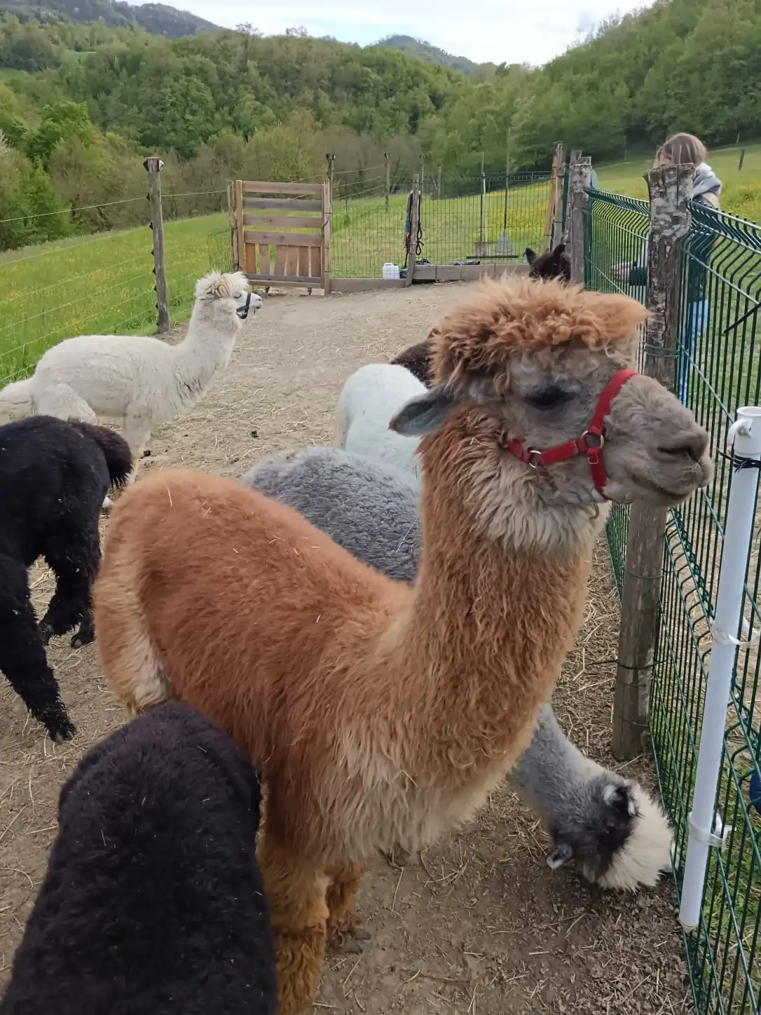 Camminata con alpaca Reggio Emilia: un’esperienza autentica nella natura