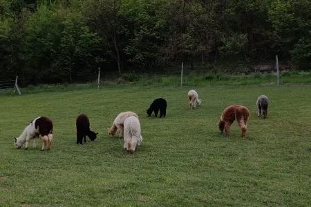 Camminata con alpaca Reggio Emilia: un’esperienza autentica nella natura