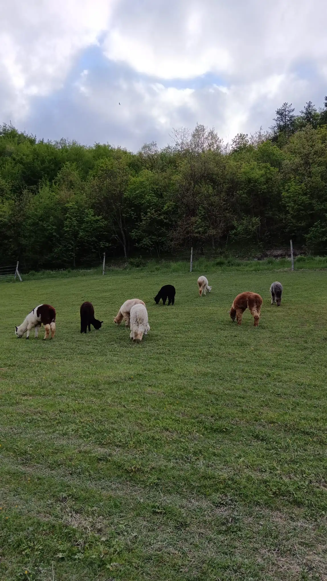 Camminata con alpaca Reggio Emilia: un’esperienza autentica nella natura