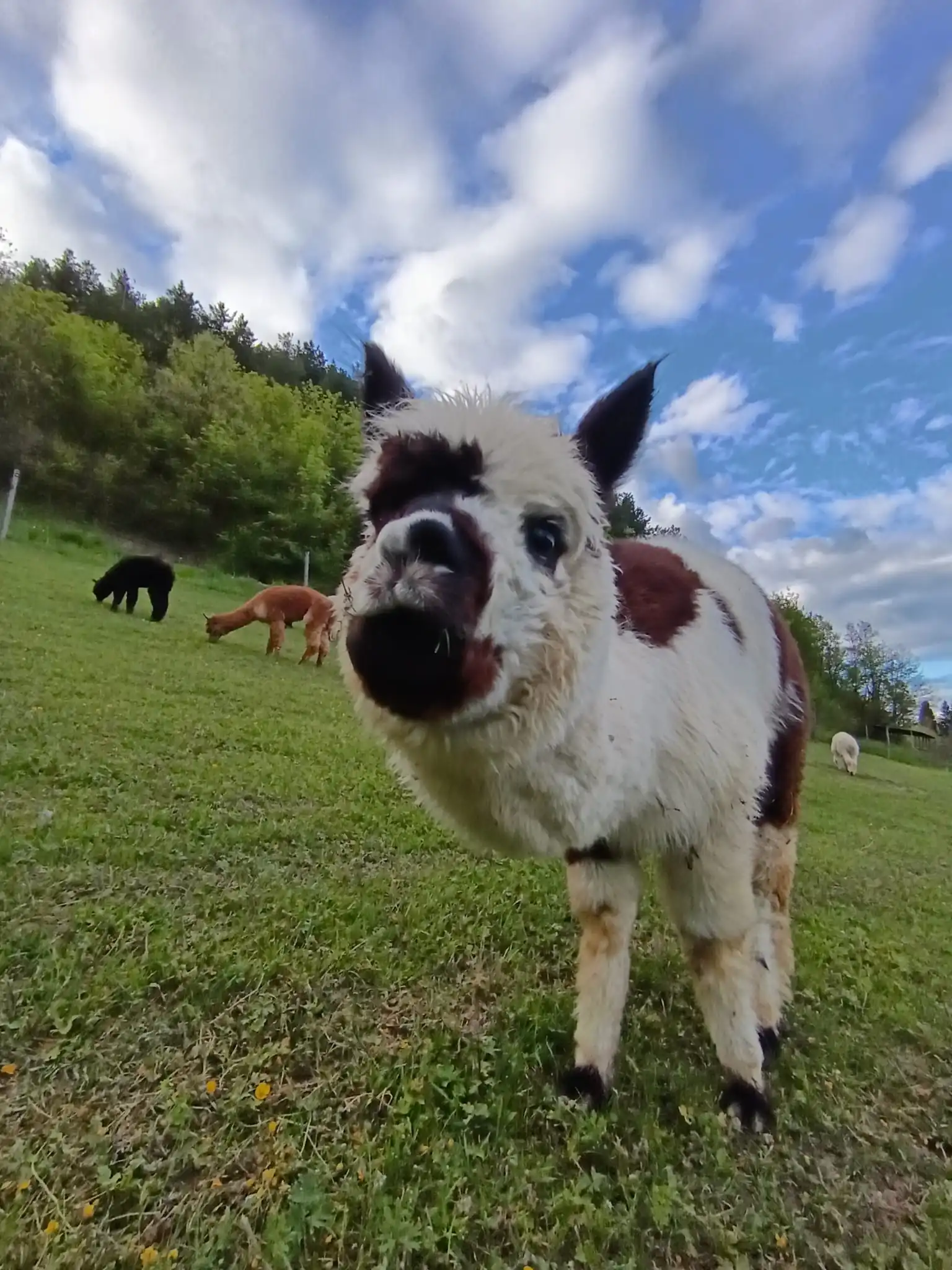 Camminata con alpaca Reggio Emilia: un’esperienza autentica nella natura