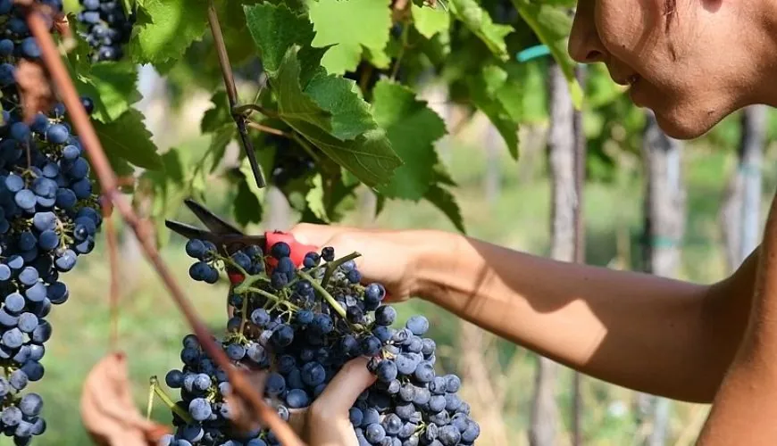 Experience Vendemmia - Fratelli Calatroni