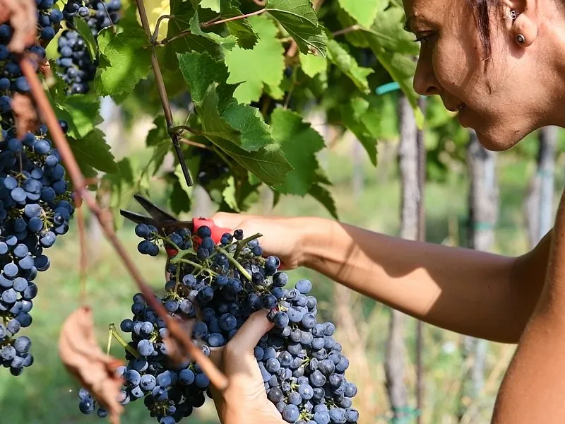 Experience Vendemmia - Fratelli Calatroni