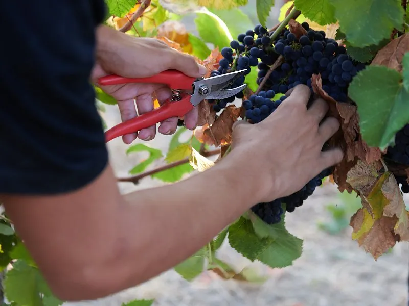 Experience Vendemmia - Fratelli Calatroni