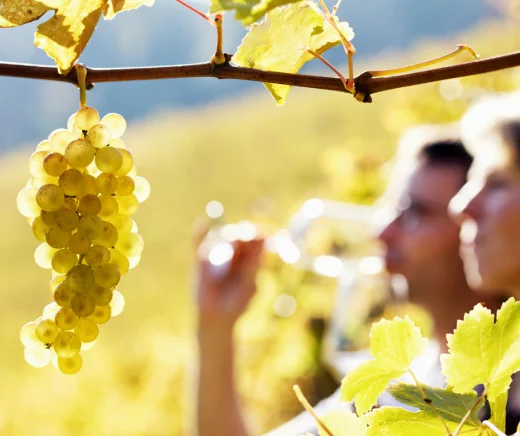 Experience Vendemmia - Fratelli Calatroni