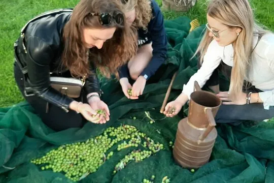 Esperienza Autentica: Raccolta delle Olive e Degustazione Vini e Olio con Brunch ad Alcamo | Trapani