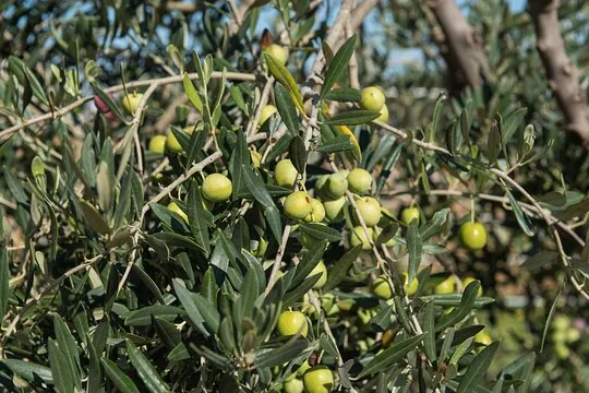 Esperienza Autentica: Raccolta delle Olive e Degustazione Vini e Olio con Brunch ad Alcamo | Trapani