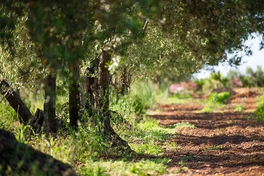 Esperienza Autentica: Raccolta delle Olive e Degustazione Vini e Olio con Brunch ad Alcamo | Trapani