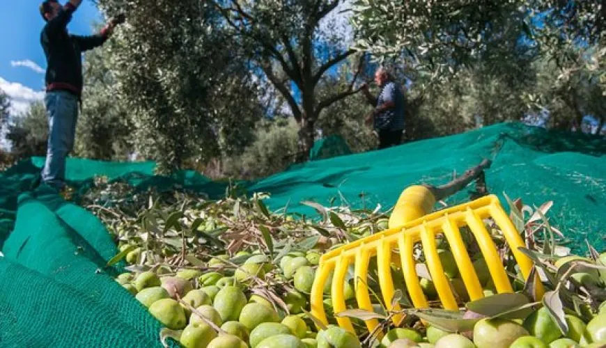 Vivi l’Esperienza della Raccolta delle Olive in Abruzzo