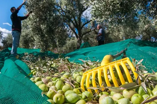 Vivi l’Esperienza della Raccolta delle Olive in Abruzzo