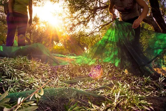 Vivi l’Esperienza della Raccolta delle Olive in Abruzzo