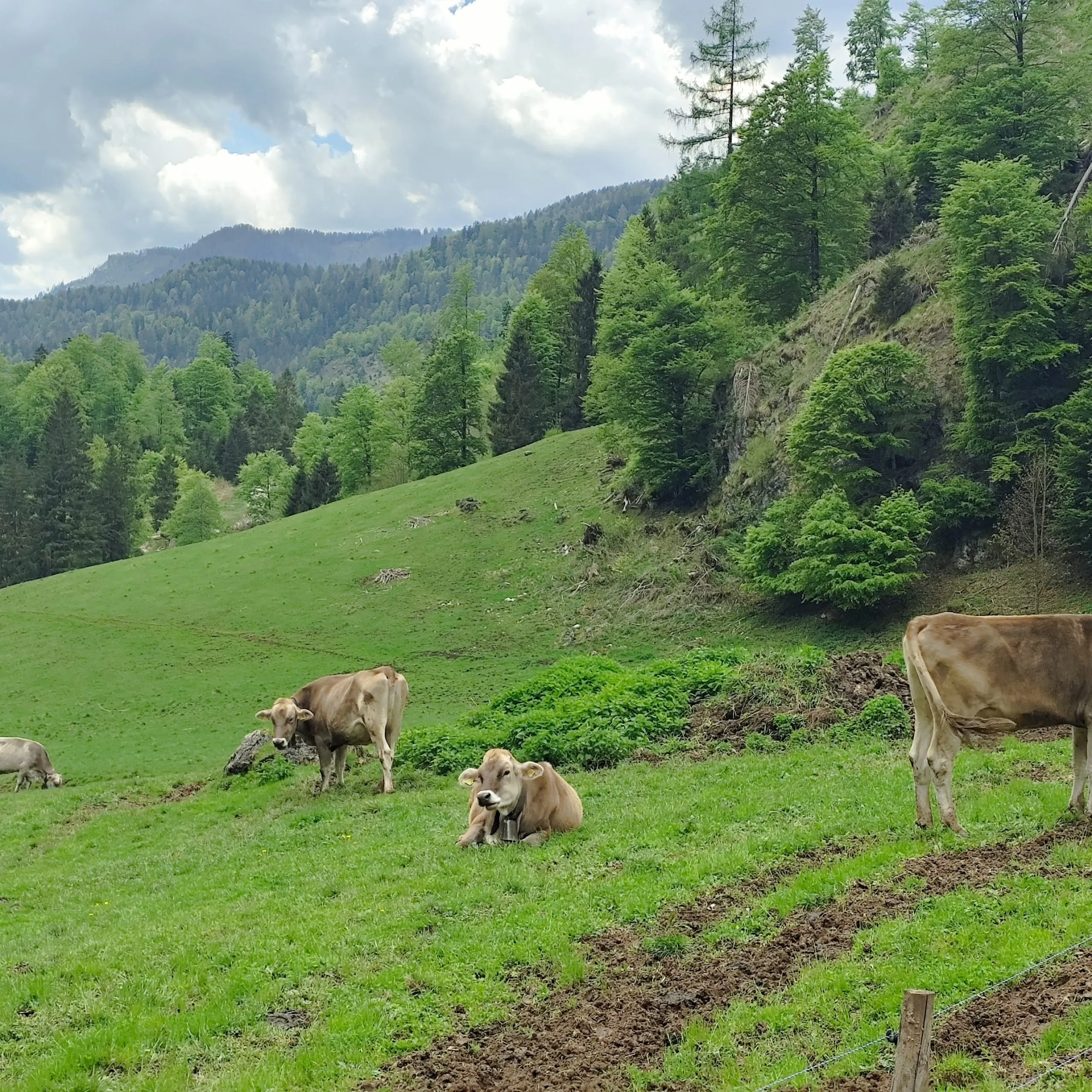 Diventare Gestore di Malga: il corso della Fondazione Mach che (forse) ti cambia la vita 6 Diventare Gestore di Malga: il corso della Fondazione Mach che (forse) ti cambia la vita